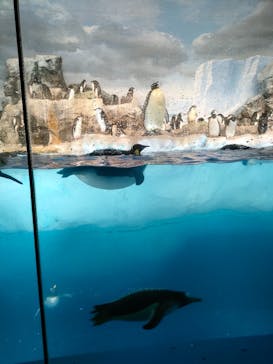 名古屋港水族館に投稿された画像（2024/3/7）