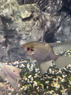 DMMかりゆし水族館に投稿された画像（2024/3/7）