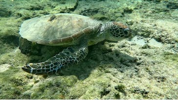 宮古島 ADVENTURE PiPi（ミヤコジマ アドベンチャー ピピ）に投稿された画像（2024/3/7）