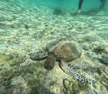 宮古島 ADVENTURE PiPi（ミヤコジマ アドベンチャー ピピ）に投稿された画像（2024/3/7）