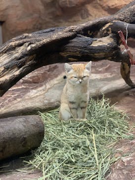 那須どうぶつ王国に投稿された画像（2024/3/7）