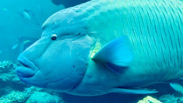 沖縄美ら海水族館に投稿された画像（2024/3/7）