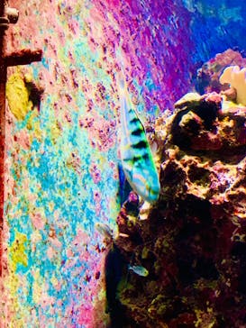 沖縄美ら海水族館に投稿された画像（2024/3/7）