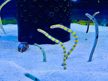 沖縄美ら海水族館に投稿された画像（2024/3/7）