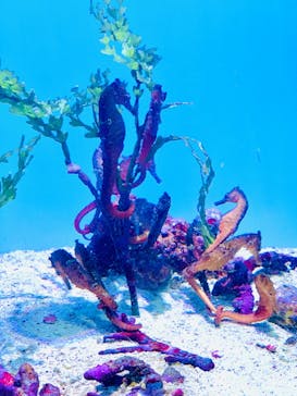 沖縄美ら海水族館に投稿された画像（2024/3/7）