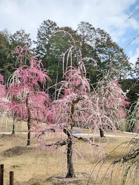 京阪電車に投稿された画像（2024/3/7）