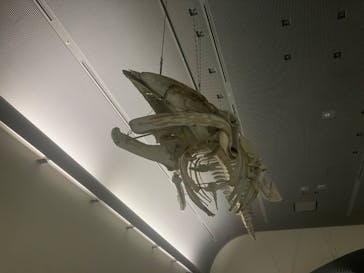 名古屋港水族館に投稿された画像（2024/3/7）