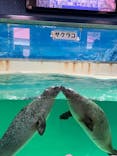 下田海中水族館に投稿された画像（2024/3/7）