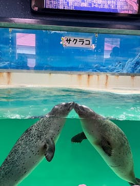 下田海中水族館に投稿された画像（2024/3/7）