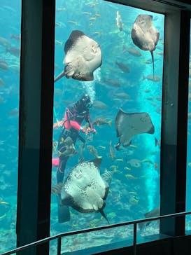 下田海中水族館に投稿された画像（2024/3/7）