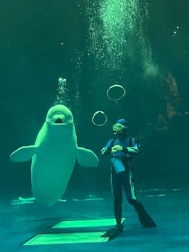 島根県立 しまね海洋館に投稿された画像（2024/3/7）