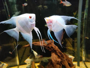 DMMかりゆし水族館に投稿された画像（2024/3/7）