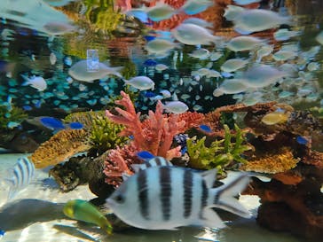 DMMかりゆし水族館に投稿された画像（2024/3/7）