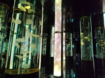 DMMかりゆし水族館に投稿された画像（2024/3/7）