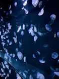 サンシャイン水族館に投稿された画像（2024/3/8）