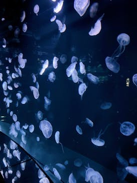 サンシャイン水族館に投稿された画像（2024/3/7）
