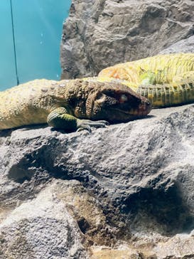 サンシャイン水族館に投稿された画像（2024/3/7）