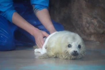しながわ水族館に投稿された画像（2024/3/8）