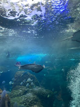 新江ノ島水族館に投稿された画像（2024/3/8）