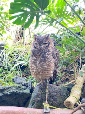 伊豆シャボテン動物公園に投稿された画像（2024/3/8）