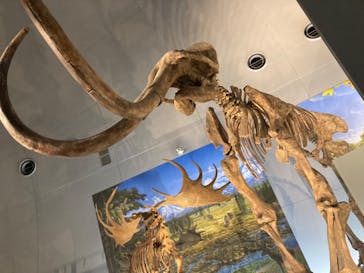 福井県立恐竜博物館に投稿された画像（2024/3/8）