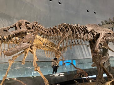 福井県立恐竜博物館に投稿された画像（2024/3/8）