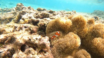 宮古島 ADVENTURE PiPi（ミヤコジマ アドベンチャー ピピ）に投稿された画像（2024/3/8）