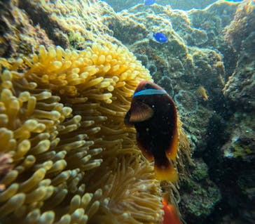 沖縄マリンサービス碧に投稿された画像（2024/3/8）