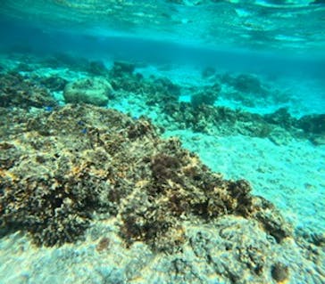 沖縄マリンサービス碧に投稿された画像（2024/3/8）