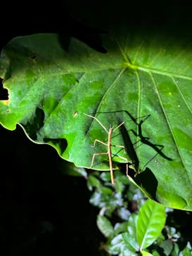 宮古島 ADVENTURE PiPi（ミヤコジマ アドベンチャー ピピ）に投稿された画像（2024/3/8）