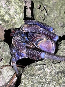 宮古島 ADVENTURE PiPi（ミヤコジマ アドベンチャー ピピ）に投稿された画像（2024/3/8）