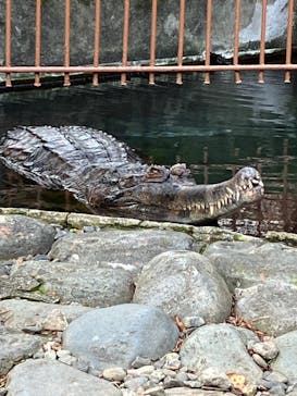 熱川バナナワニ園に投稿された画像（2024/3/8）