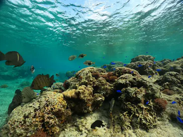 武藤潜水に投稿された画像（2024/3/8）