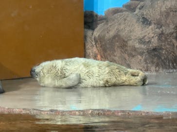 しながわ水族館に投稿された画像（2024/3/8）