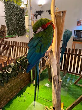 Moff animal cafe イオンモール幕張新都心店に投稿された画像（2024/3/8）