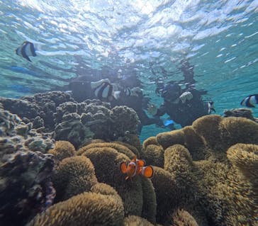 宮古島 ADVENTURE PiPi（ミヤコジマ アドベンチャー ピピ）に投稿された画像（2024/3/8）