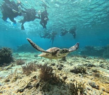 宮古島 ADVENTURE PiPi（ミヤコジマ アドベンチャー ピピ）に投稿された画像（2024/3/8）