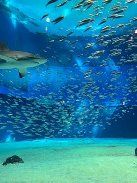 沖縄美ら海水族館に投稿された画像（2024/3/8）