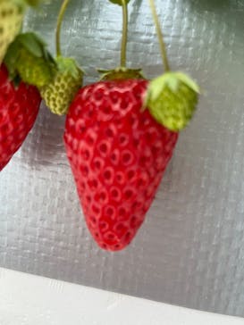 空飛ぶいちご東京に投稿された画像（2024/3/8）