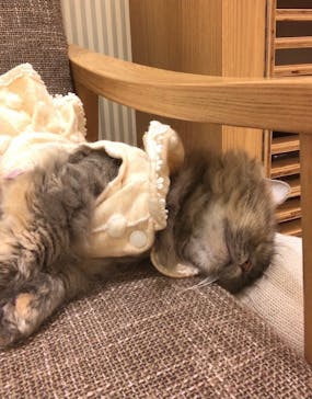 猫カフェモカ　イオンモール水戸内原店に投稿された画像（2024/3/8）