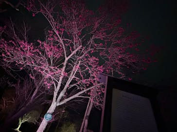 NAKED meets 二条城 2025 観月に投稿された画像（2024/3/8）