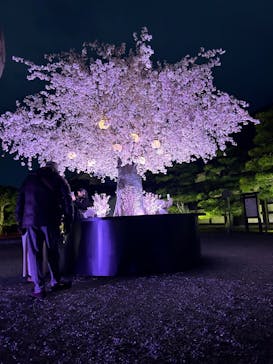 NAKED meets 二条城 2025 観月に投稿された画像（2024/3/8）