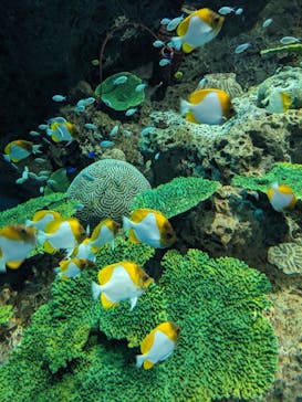 アクアワールド茨城県大洗水族館に投稿された画像（2024/3/8）