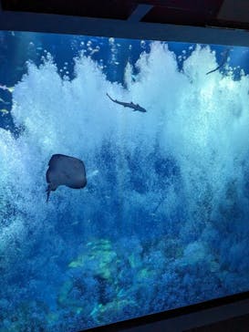 アクアワールド茨城県大洗水族館に投稿された画像（2024/3/8）