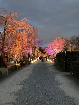 NAKED meets 二条城 2025 観月に投稿された画像（2024/3/8）