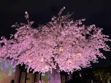 NAKED meets 二条城 2025 観月に投稿された画像（2024/3/8）