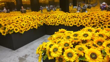 ゴッホ・アライブに投稿された画像（2024/3/8）