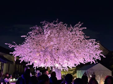 NAKED meets 二条城 2025 観月に投稿された画像（2024/3/8）