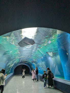 マクセル アクアパーク品川に投稿された画像（2024/3/8）