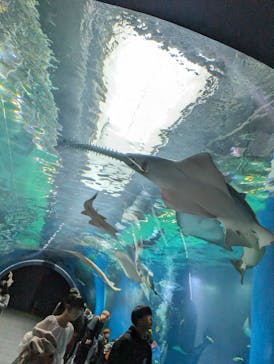 マクセル アクアパーク品川に投稿された画像（2024/3/8）